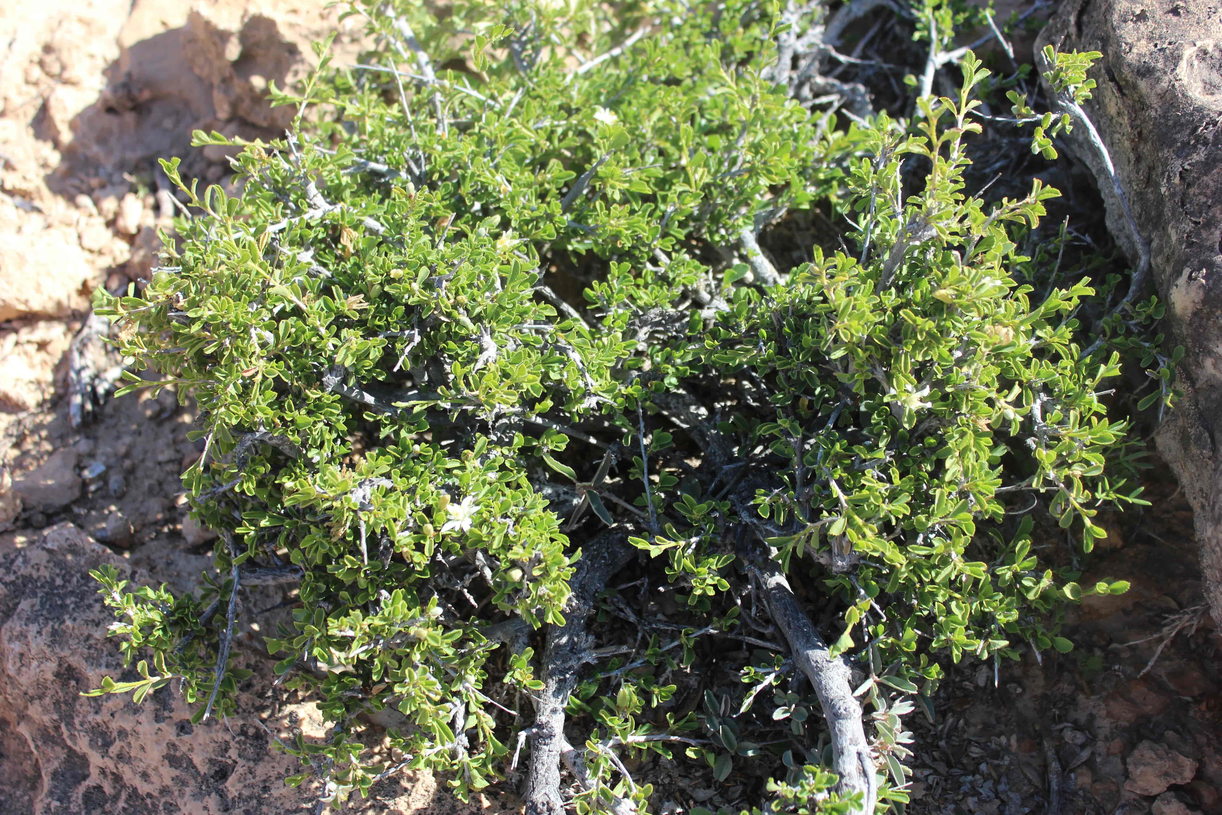 Plant Image